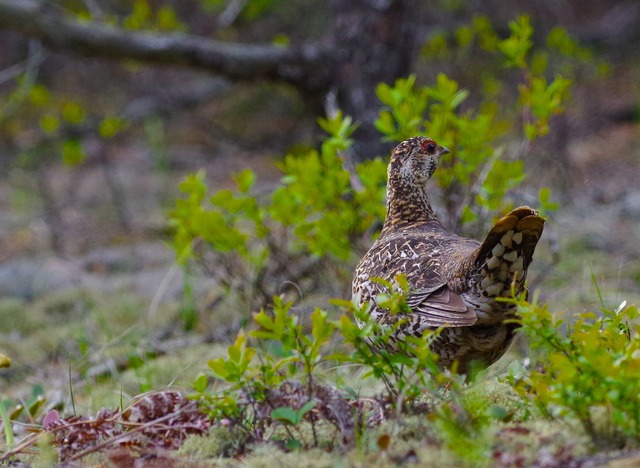 Spruce Grouse