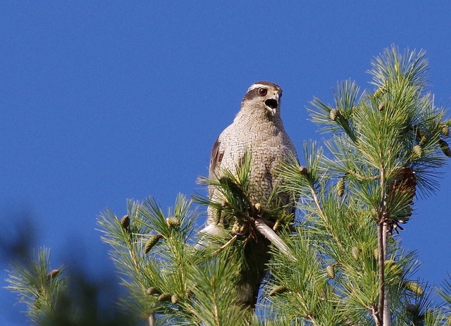 Northern Goshawk