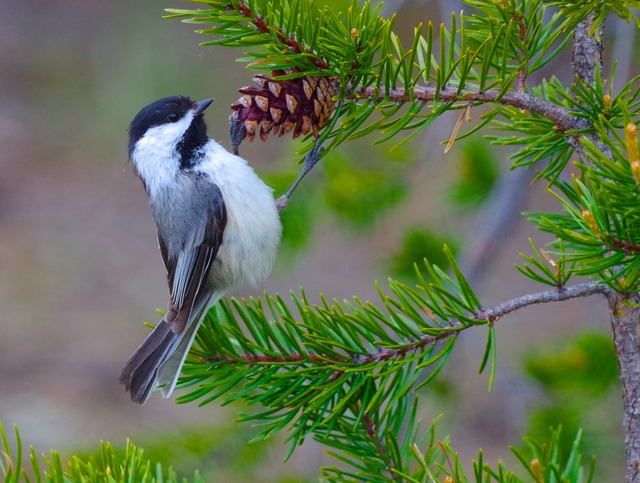 Black-capped Chickadee