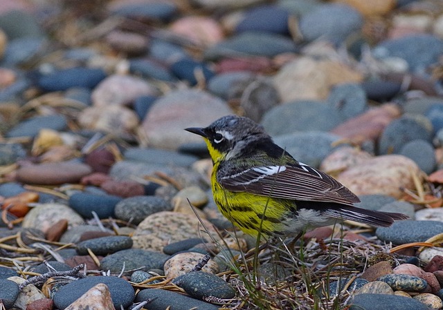 Magnolia Warbler