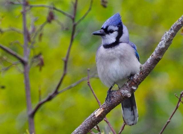 Blue Jay