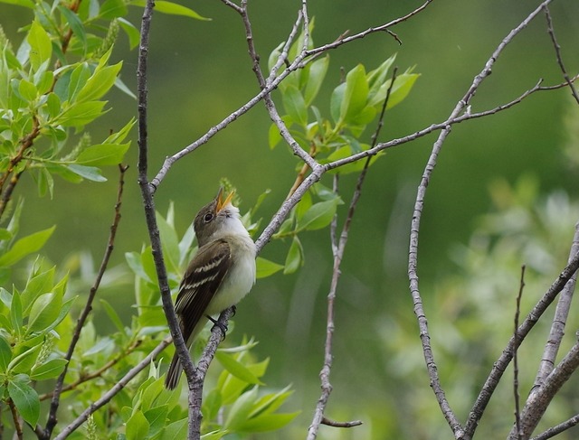 WillowFlycatcher