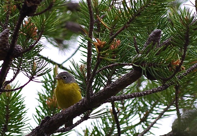 Nashville warbler