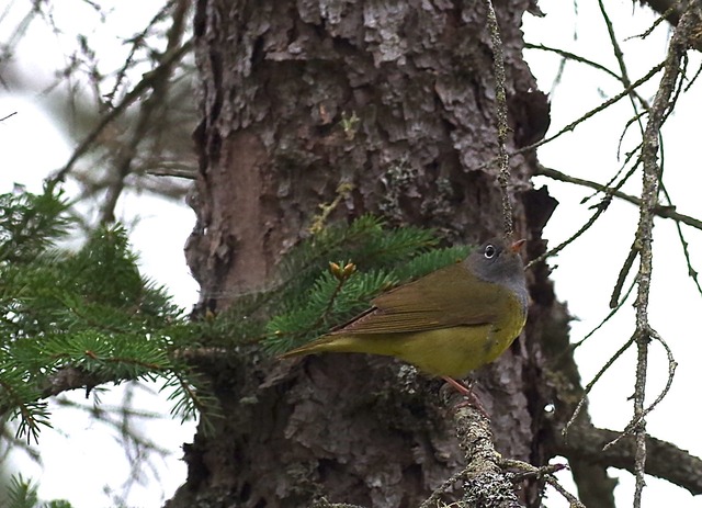 Connecticut Warbler