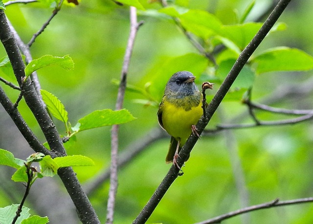 Mourning Warbler