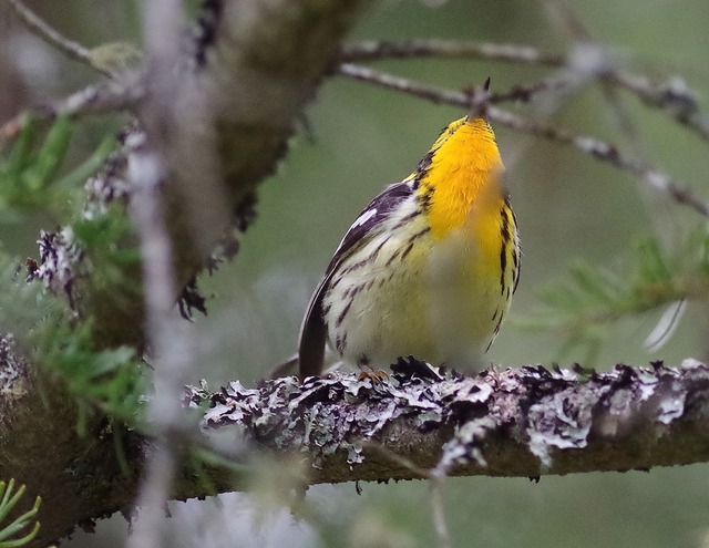 Blackburnian Warbler