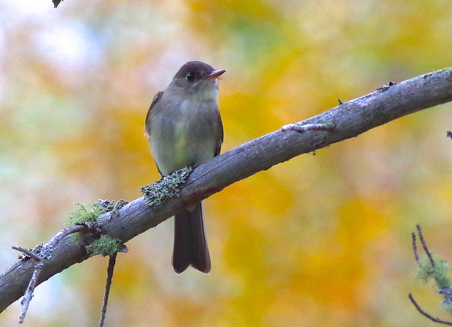 Easter Wood-Pewee