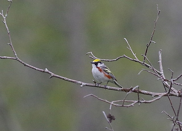 Chestnut-sided Warbler