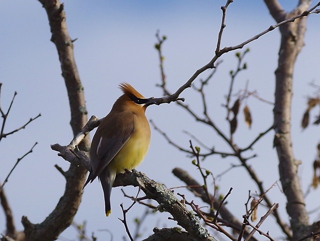 Cedar Waxwing