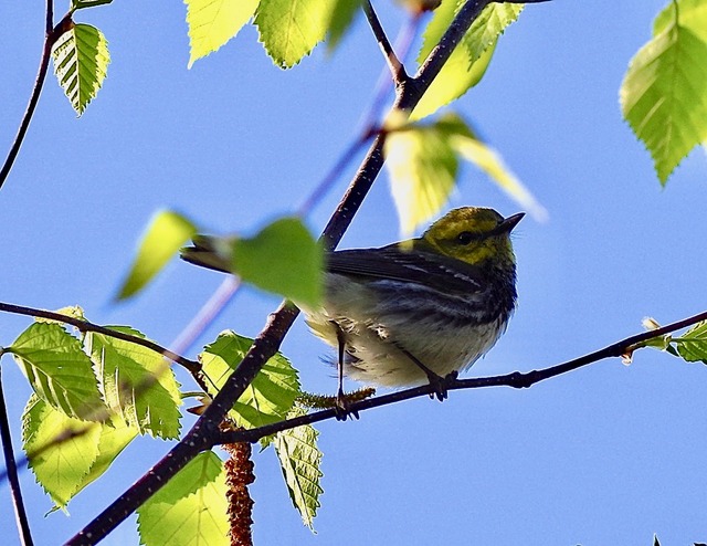 Black-throated Green Warbler