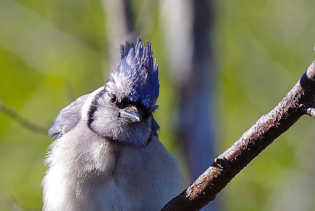 Blue Jay