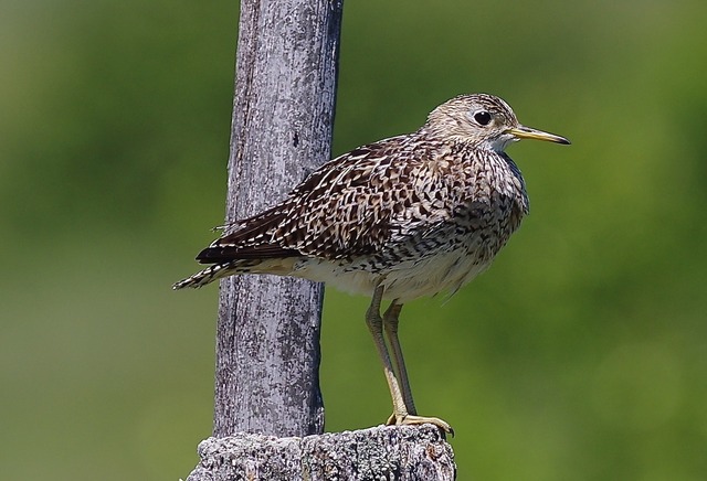 Upland Sandpiper