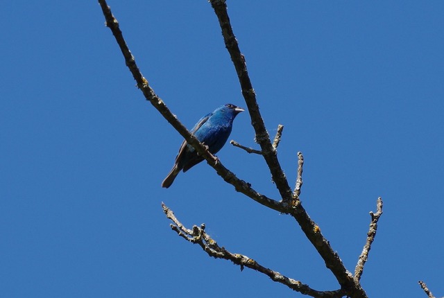 Indigo Bunting