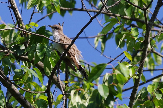 Yellow-billed Cuckoo