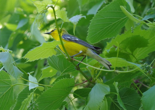 Blue-winged Warbler