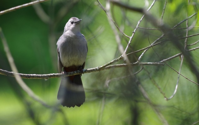 Gray Catbird