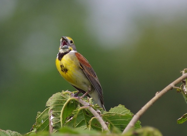 Dickcissel