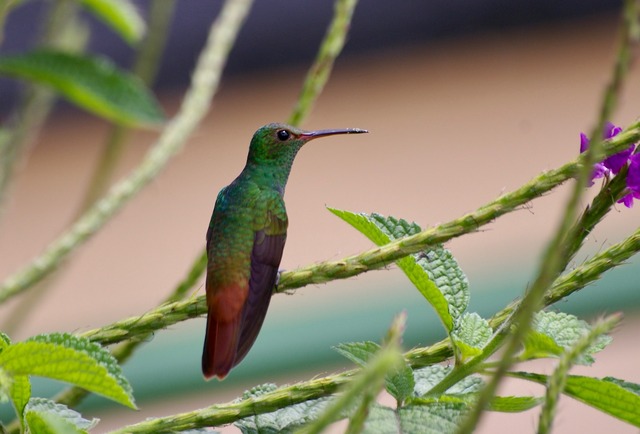 Rufous-tailed Hummingbird