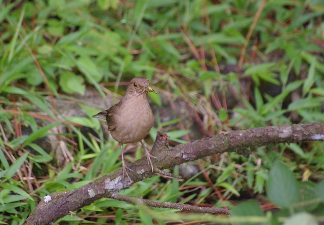 Clay-colored Robin