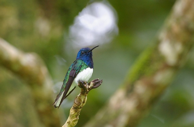 White-necked Jacobin