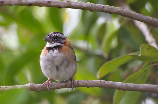 Rufous-collared Sparrow