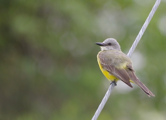 Tropical Kingbird