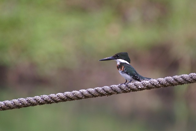 Green Kingfisher