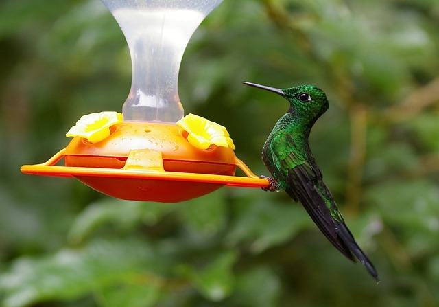 Green-crowned Brilliant