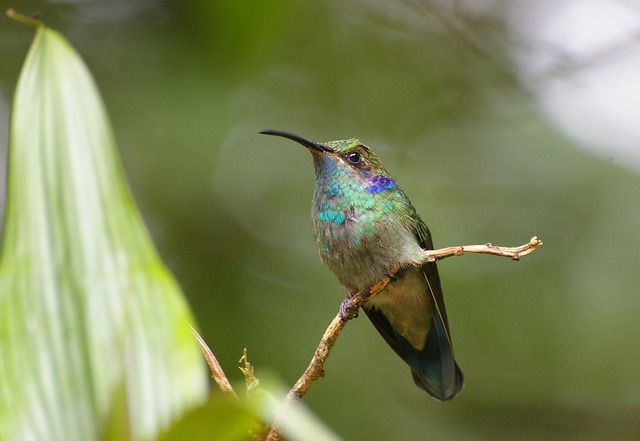 Green Violet-ear