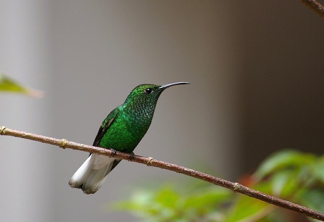 Coppery-headed Emerald