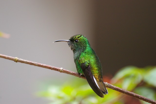 Coppery-headed emerald