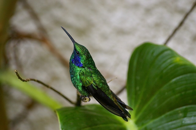 Violet Green-ear