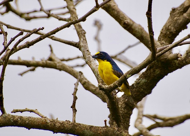 Yellow-throated Euphonia