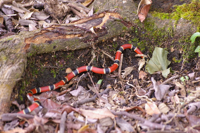 Coral Snake