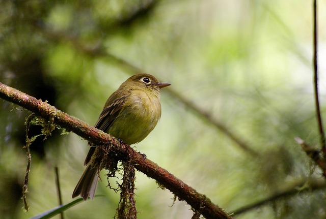 Yellowish Flycatcher