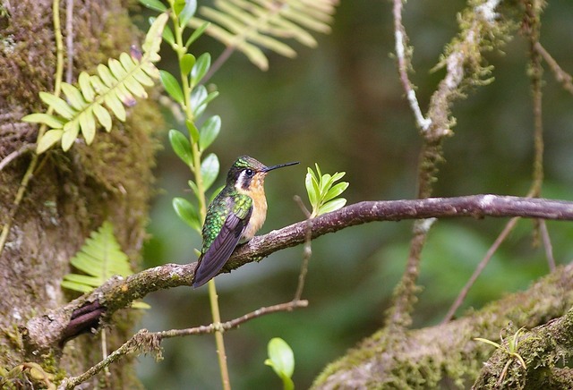 Purple-throated Mountain-gem (female)