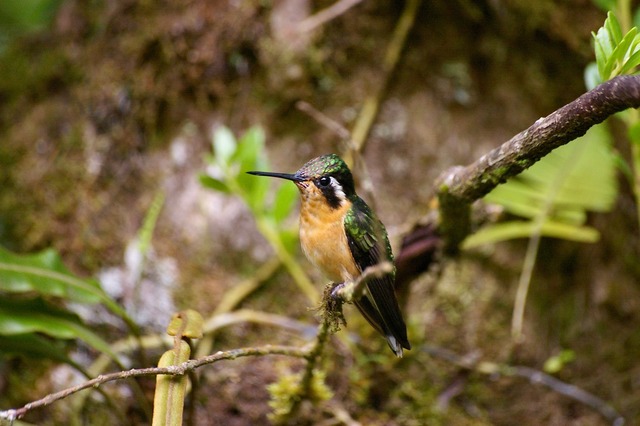 Purple-throated Mountain-gem (female)