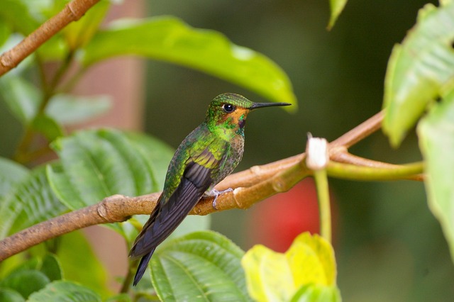 Green-crowned Brilliant (juv)