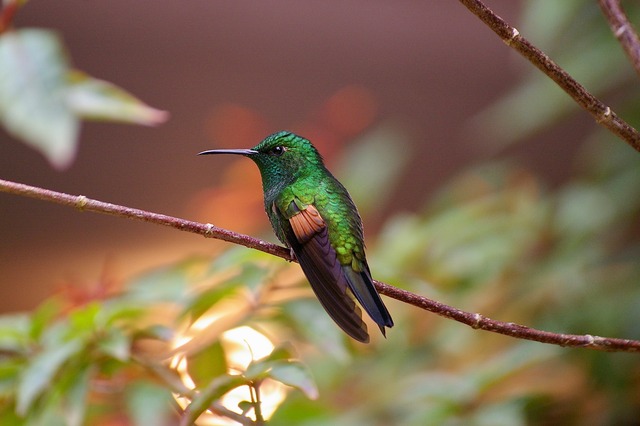 Stripe-tailed Hummingbird