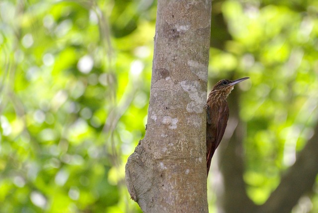 Cocoa Woodcreeper