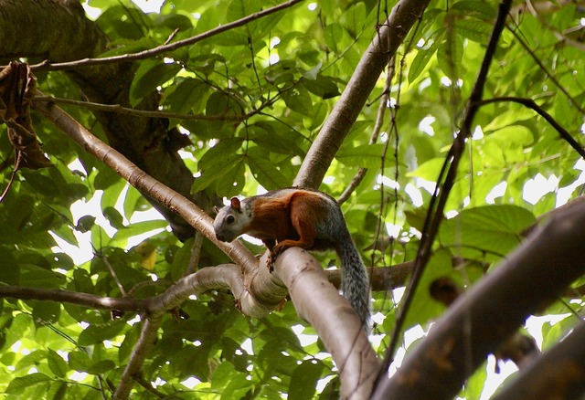 Variegated Squirrel