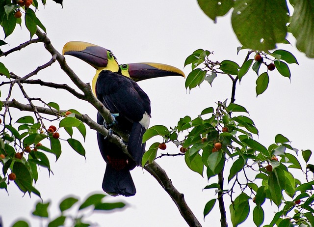 Chestnut-mandibled Toucan