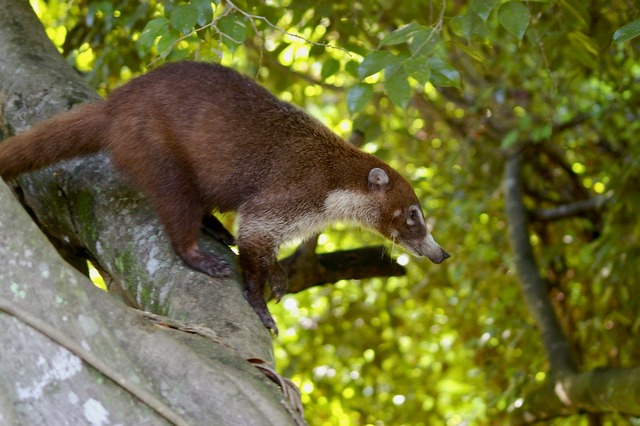 White-nosed Coati