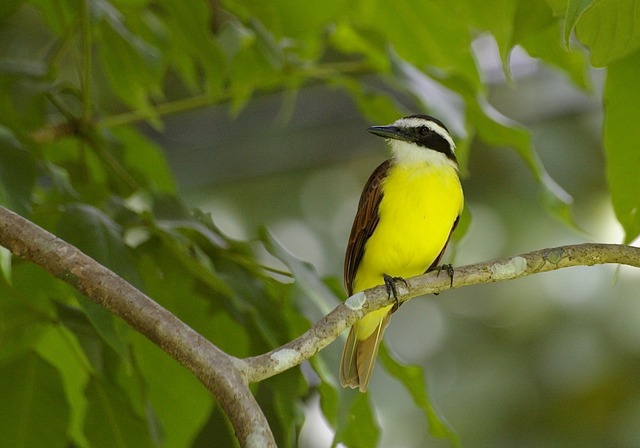 Great Kiskadee