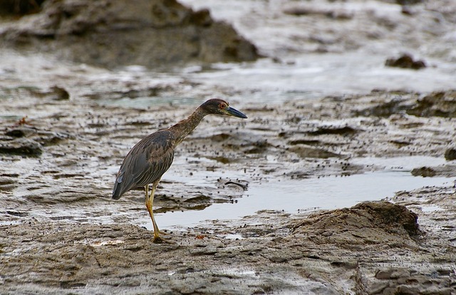 Yellow-crowned Night-Heron