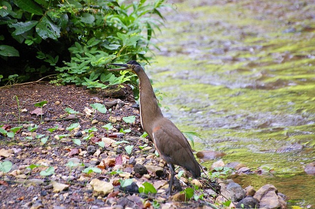 Bare-throated Tiger-heron