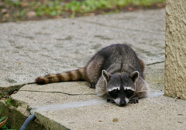 Racoon