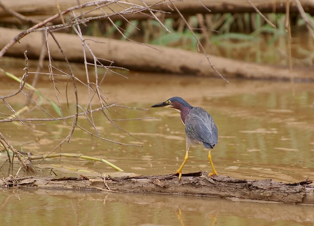 Green Heron