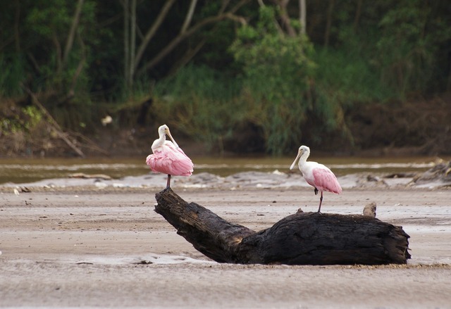 Roseate Spoonbill