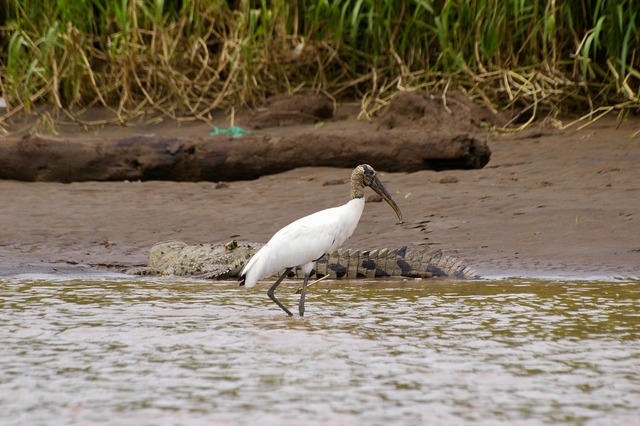 Wood Stork & Am. Crocodile